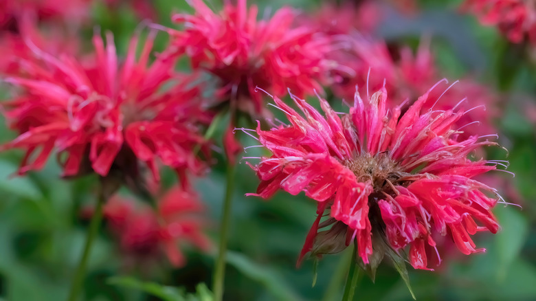 Hot pink bee balm in bloom