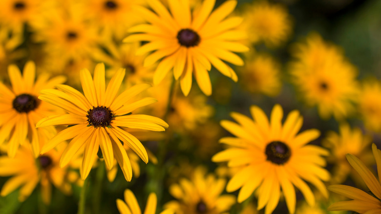 Rudbeckia fulgida 'Goldsturm' in full bloom