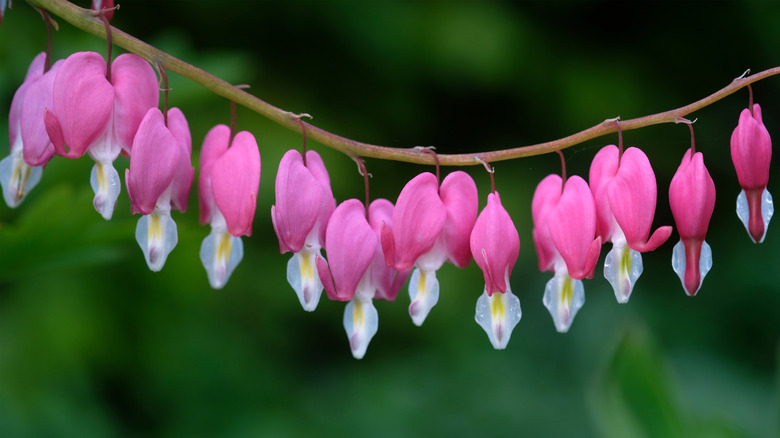 Bleeding heart flowers on a long stem