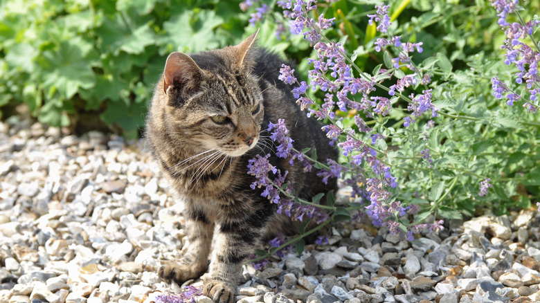 A cat smelling catmint in the garden