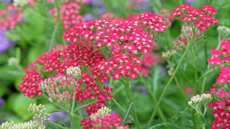 Pink common yarrow 'Heidi' in bloom