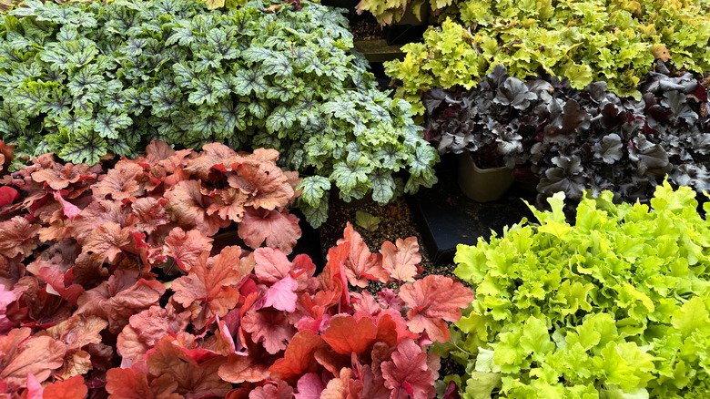 An assortment of coral bells in various colors