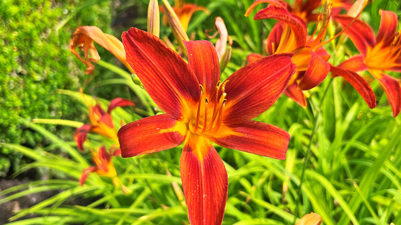Daylily Hemerocallis 'fulva' in full bloom
