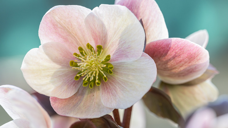 A macro of a lenten rose in full flower