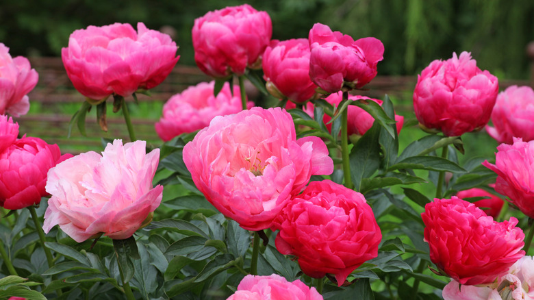 Peony (Paeonia lactiflora 'Ellen Cowley') in bloom