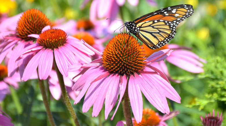 Monarch butterfly sits on a pink echinacea flower