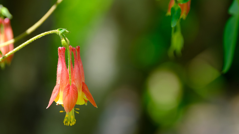 An eastern red columbine flower