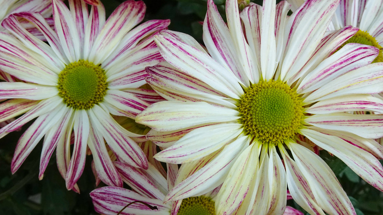 A close up of pink and white shasta daisies
