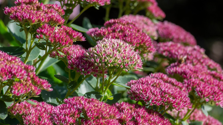 Showy stonecrop 'Autumn joy' in bloom