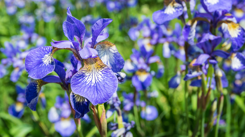 Siberian iris blooming in summer