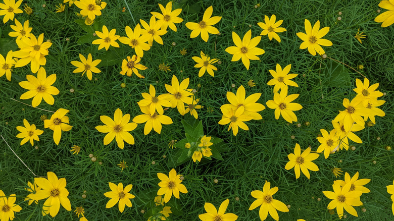 Threadleaf coreopsis (Coreopsis verticillata) in bloom