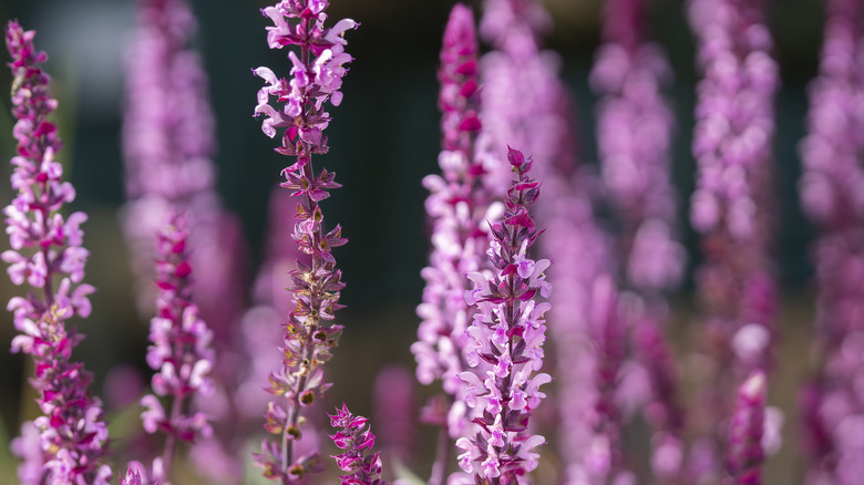 Salvia nemorosa 'Caradonna pink' in bloom