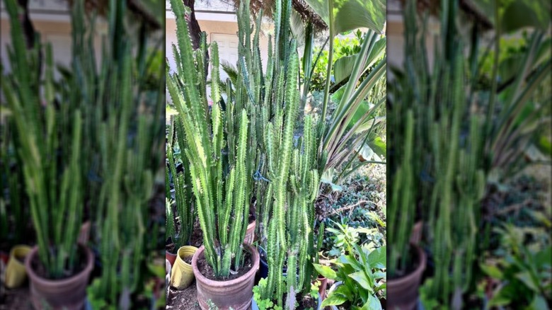 5-foot-tall African milk trees growing outside in containers