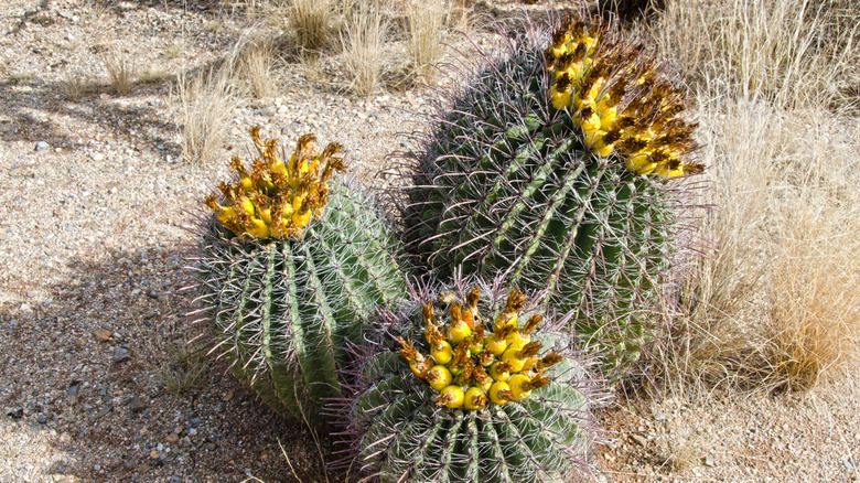 Barrel cacti growing in desert with fruit