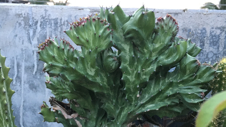 Myrtillocactus geometrizans growing in garden next to a concrete wall
