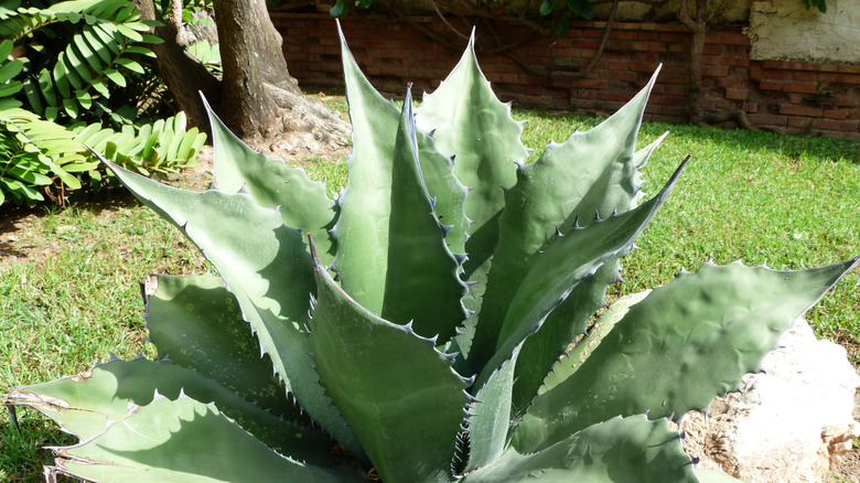 Cabbage head agave growing in garden