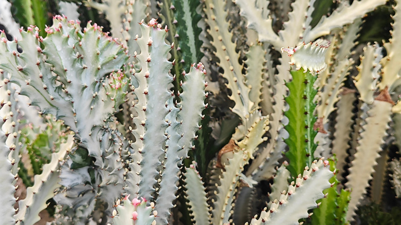 Closeup on candelabra cactus plants with pointed edges on the thick, pale green leaves