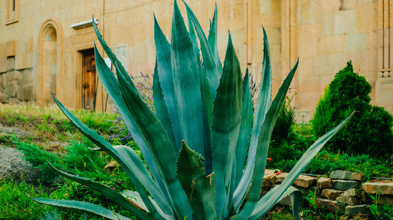 Large century plant growing in a garden in front of a large building