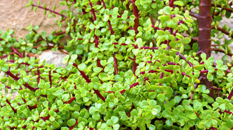 Closeup on elephant bush's leaves and stems