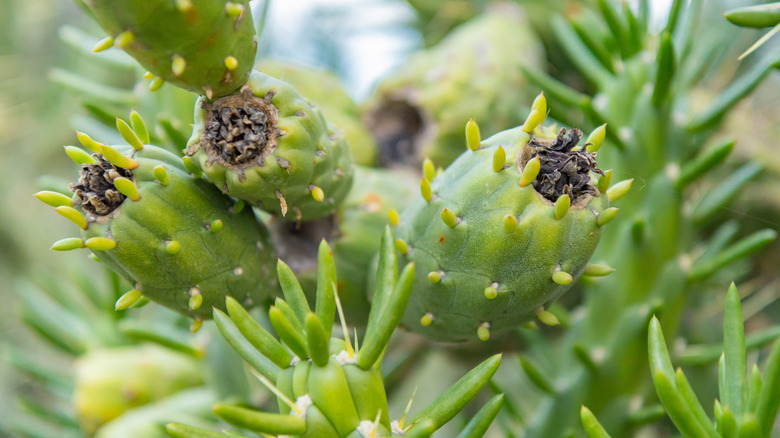 Closeup on Eve's needle cactus with rounded sections covered in spikes