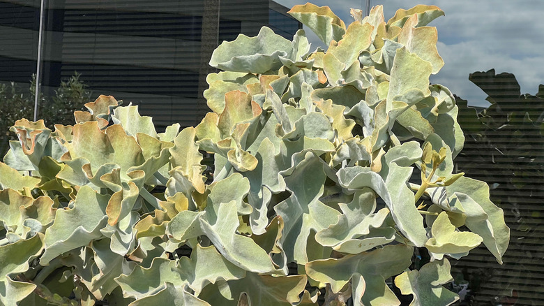 Large felt bush growing outside near a window with bunches of wavy leaves