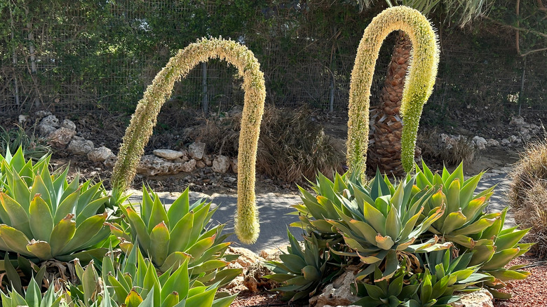 Large, curved stem on fox tail agave plants flowering outside in a garden next to a path