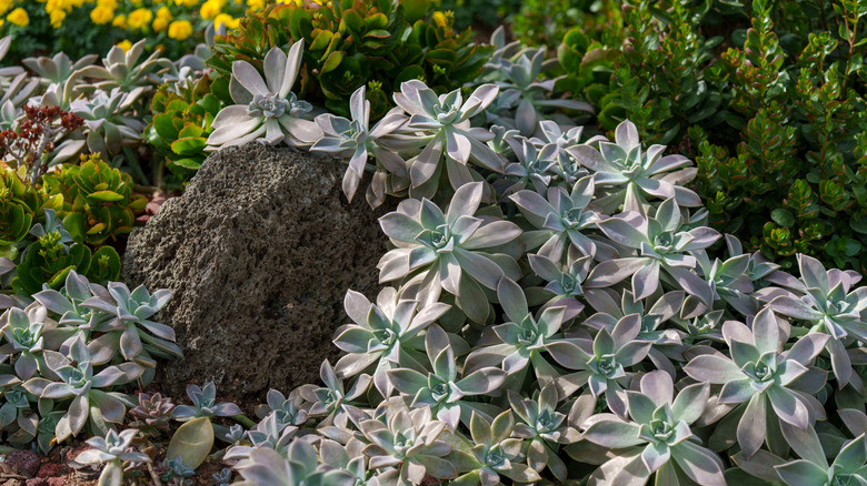 Ghost plant growing over rockscape in garden with yellow flowers in the background