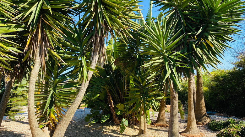 Giant yucca plants growing as trees in a garden