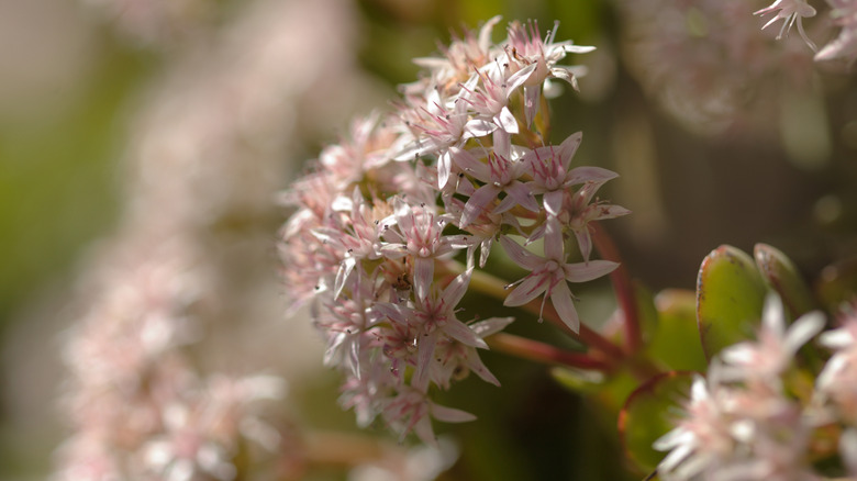 Closeup on Crassula ovata flowers