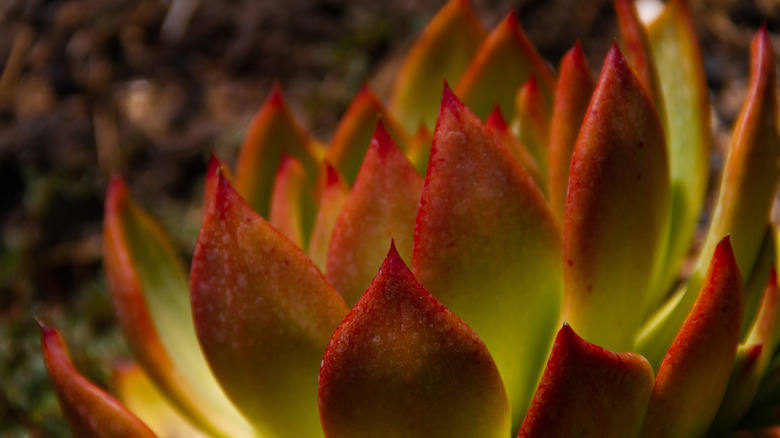 Closeup on Mexican Giant echeveria growing outside with red-tipped light green leaves