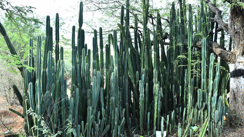 Peruvian apple cactus growing beside tree