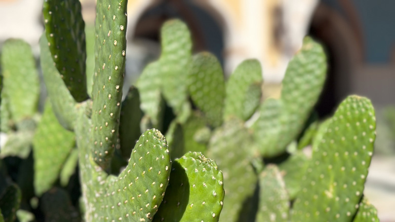 Roadside prickly pear growing outdoors