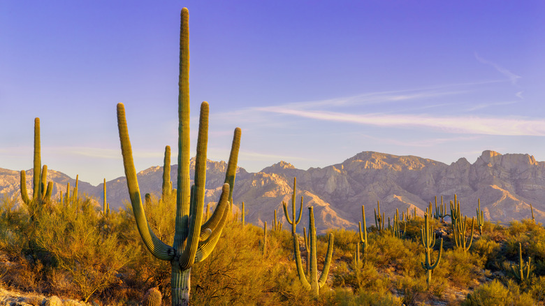 Saguaro cacti growing in desert