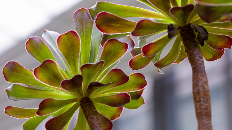 Closeup on Tree houseleek with several small, rounded leaves growing outside