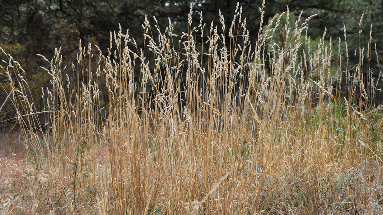big bluestem grass yellowed in autumn