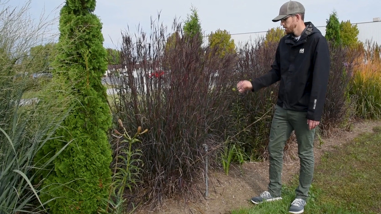 the dark color of Blackhawks bluestem grass adds depth to a garden