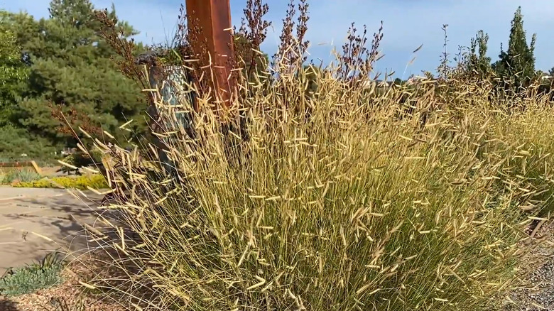 Bouteloua gracilis 'Blonde Ambition' with yellow flowers and stems