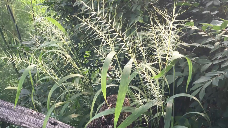 large plumes of bottlebrush grass