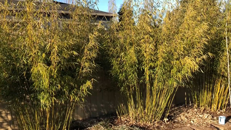recently trimmed fargesia robusta bamboo along a fence