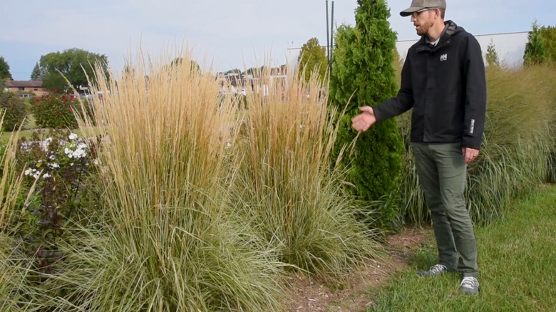 the light color of hello spring feather reed grass