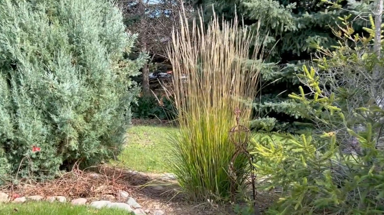 tall upright habit of Karl Foerster grass in a woodland bed