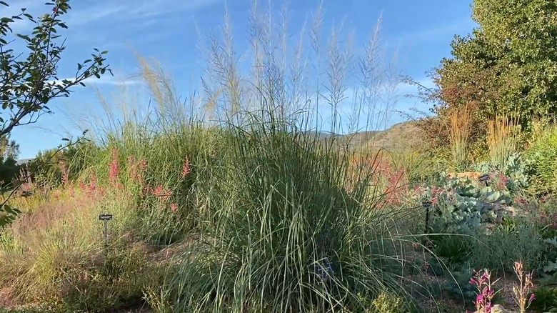 the giant sacaton grass in a drought-tolerant rock garden