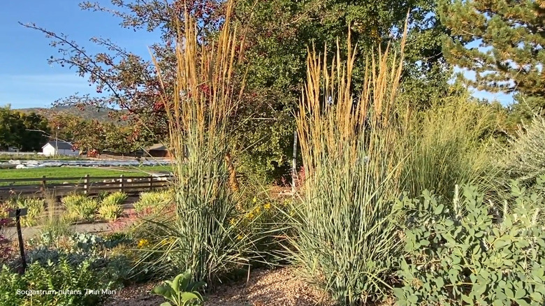 the graceful structure of thin man indiangrass adds drama to the garden