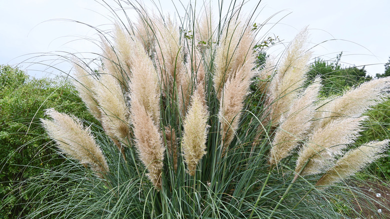 large beautiful plumes of pampas grass