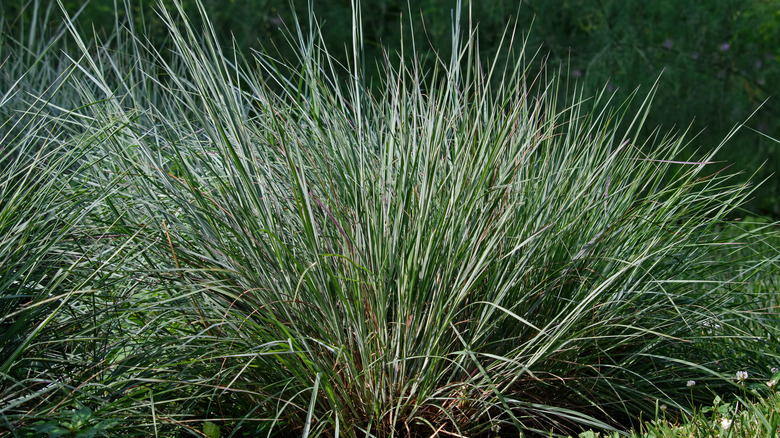 bright blue stems of little bluestem grass