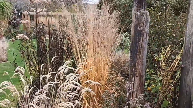 tall yellow molinia grass in a fall garden