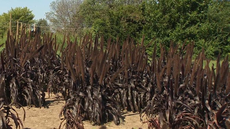 Pennisetum glaucum 'Purple Majesty' in the garden