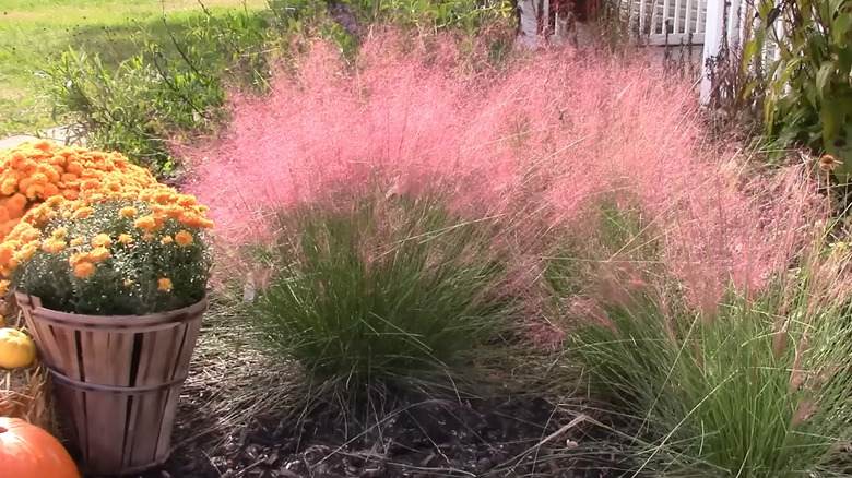 pink muhly grass in the fall with chrysanthemums