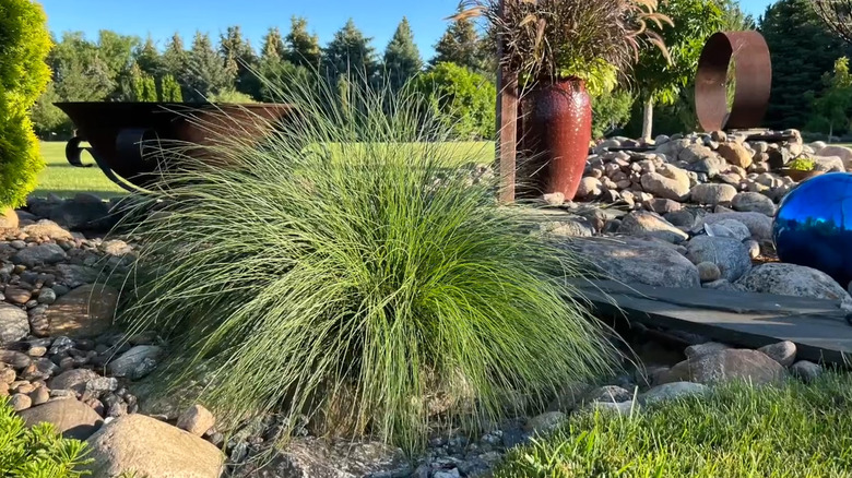 a single clump of prairie dropseed grass creates a big splash