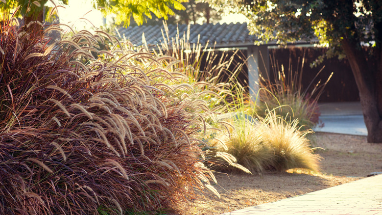 purple fountain grass makes a bold statement in the garden
